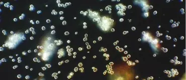 Tek Bir Damla, Binlerce Sır: Vücudunuzun Canlı Haritası Karanlık Alan Mikroskobu Görsel