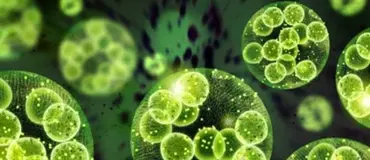 Bilim Köşesi: Vücudumuzdaki Sessiz Düşman: Serbest Radikaller Nedir? Görsel