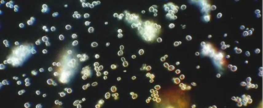 Tek Bir Damla, Binlerce Sır: Vücudunuzun Canlı Haritası Karanlık Alan Mikroskobu image