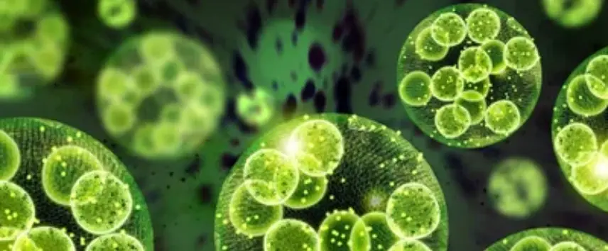 Bilim Köşesi: Vücudumuzdaki Sessiz Düşman: Serbest Radikaller Nedir? image